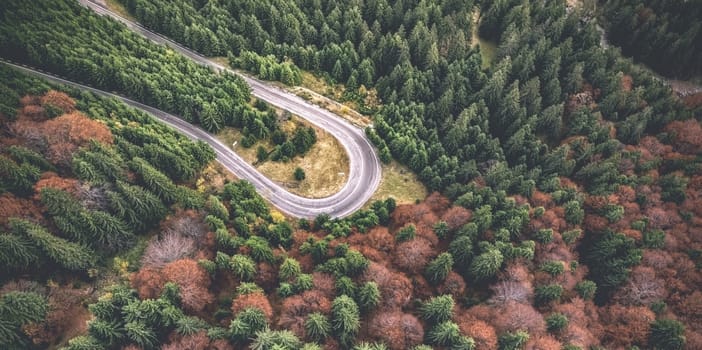 Panoramic view of road turn in autumn wood