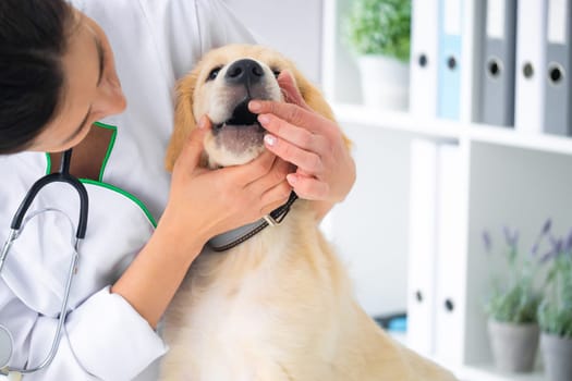 Veterinarian checking teeth of golden retriever dog