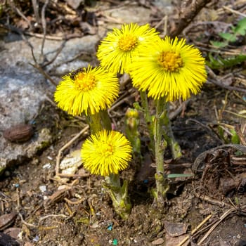 Coltsfoot (Tussilago farfara), a medicinal plant that blooms in early spring