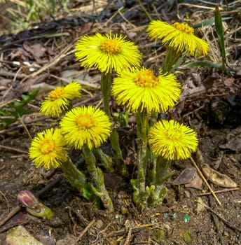 Coltsfoot (Tussilago farfara), a medicinal plant that blooms in early spring