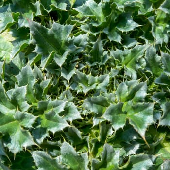 Rosette with spiky green plumeless thistles Carduus leaves