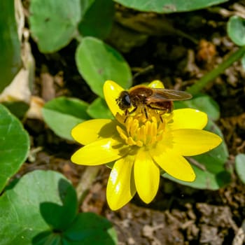 Insects on flowers lesser celandine or pilewort (Ficaria verna, Ranunculus ficaria)