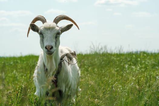 White goat with horns. The goat grazes on the green grass. Goat close-up. A goat grazes on a tied flail in a meadow.