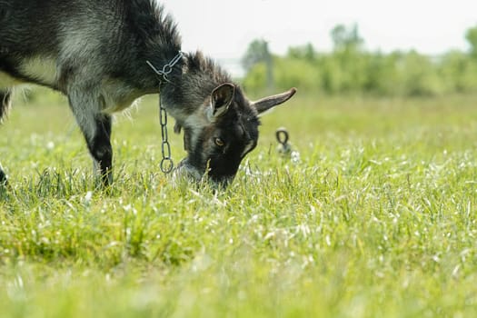 Gray spotted hornless goat. The goat grazes on the green grass. Goat close-up. A goat grazes on a tied flail in a meadow.