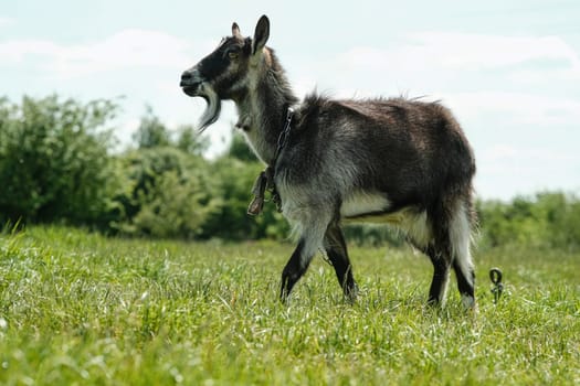 Gray spotted hornless goat. The goat grazes on the green grass. Goat close-up. A goat grazes on a tied flail in a meadow.