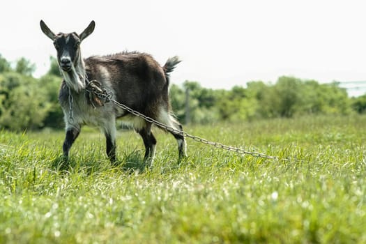 Gray spotted hornless goat. The goat grazes on the green grass. Goat close-up. A goat grazes on a tied flail in a meadow.