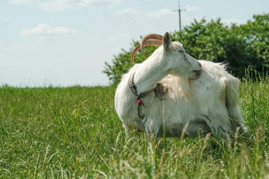 White goat with horns. The goat grazes on the green grass. Goat close-up. A goat grazes on a tied flail in a meadow.