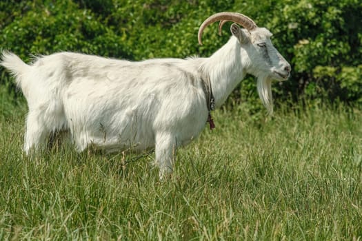 White goat with horns. The goat grazes on the green grass. Goat close-up. A goat grazes on a tied flail in a meadow.