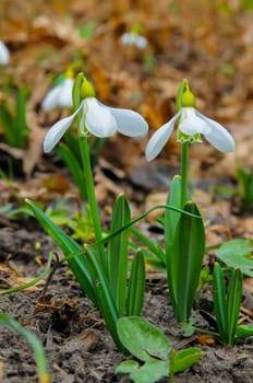 Snowdrops, rare and endangered plants of the south of Ukraine