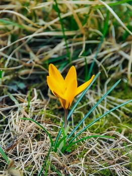 Yellow crocus Dorothy - first spring flower blooms in the garden