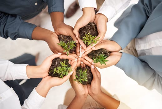 Teamwork, environment and plant with hands of business people from top view for sustainability, earth day or growth. Wellness, support and soil with group for climate change, future and eco friendly.
