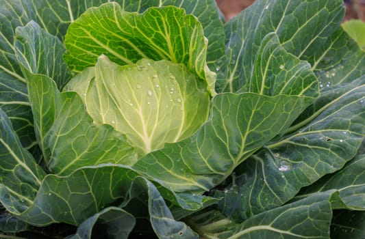 Water drops on fresh head of leafy green cabbage. High quality photo