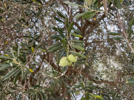 Large green olives hang on a tree branch in the garden. High quality photo