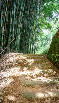 Enjoy a peaceful walk on this nature trail where bamboo trees line the path and rustic stairs guide your way.