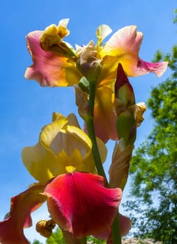 Yellow-orange flowers of Iris cultivated against the sky