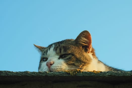 The muzzle of a cat close-up against the blue sky. The cat lies on the roof at sunset.