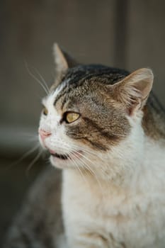 Close-up cat. The cat's face looks to the side.