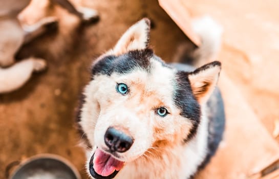 Close up of cute husky dog ​​looking at the camera. Face of a beautiful husky dog