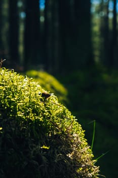 Beautiful green moss on the floor close-up. Beautiful background of moss with sunlight forest with thick layer covering the forest floor. Scenic view Sunlight shining through the branches. Magical Deep foggy Forest Misty Old Forest with Sun Rays and shadows