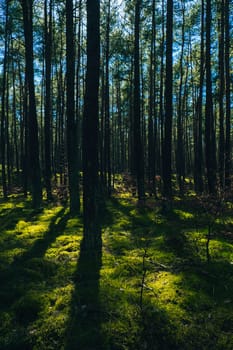 Beautiful pine and fir forest with thick layer of green moss covering the forest floor. Scenic view Sunlight shining through the branches. Forest land background. Magical Deep foggy Forest Misty Old Forest with Sun Rays and shadows