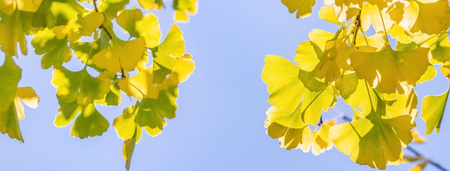 Design concept - Beautiful yellow ginkgo, gingko biloba tree leaf in autumn season in sunny day with sunlight, close up, bokeh, blurry background.