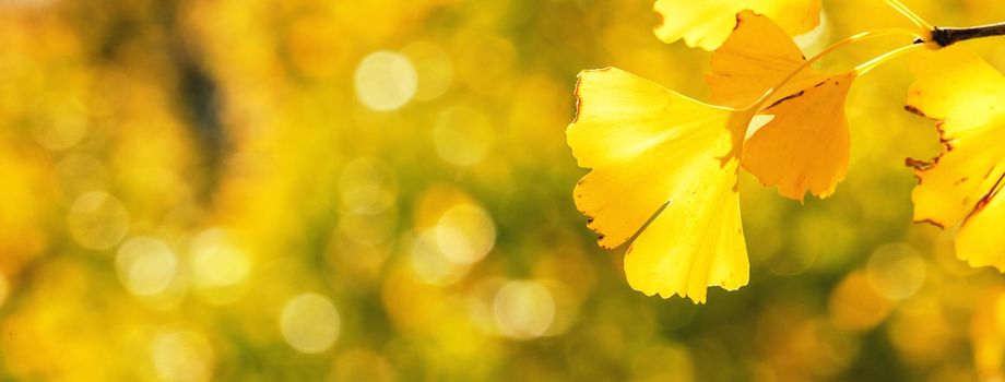 Design concept - Beautiful yellow ginkgo, gingko biloba tree leaf in autumn season in sunny day with sunlight, close up, bokeh, blurry background.