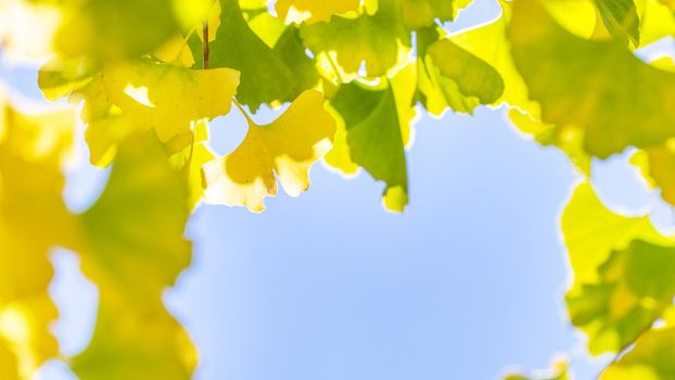 Design concept - Beautiful yellow ginkgo, gingko biloba tree leaf in autumn season in sunny day with sunlight, close up, bokeh, blurry background.
