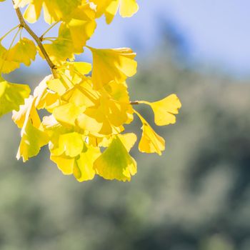 Design concept - Beautiful yellow ginkgo, gingko biloba tree leaf in autumn season in sunny day with sunlight, close up, bokeh, blurry background.