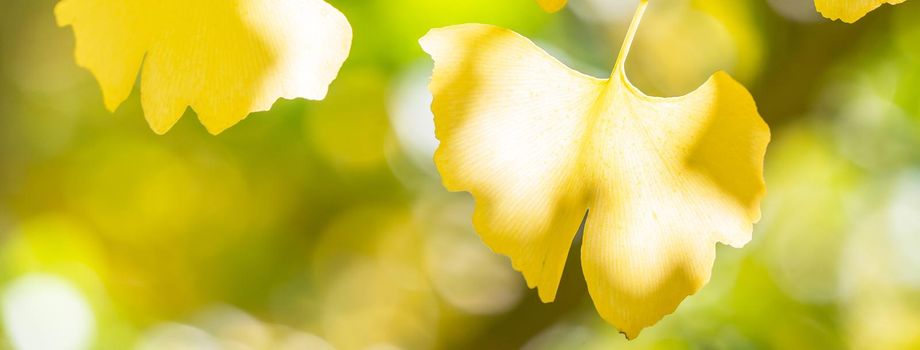 Design concept - Beautiful yellow ginkgo, gingko biloba tree leaf in autumn season in sunny day with sunlight, close up, bokeh, blurry background.