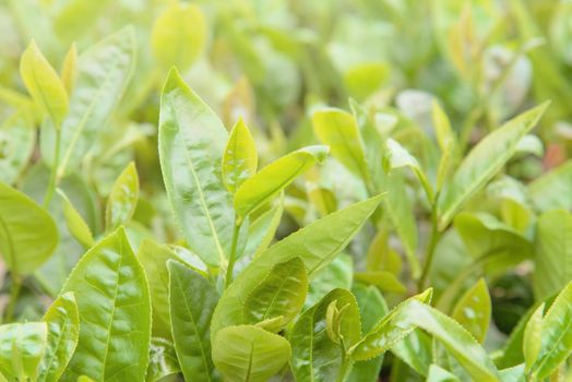 Beautiful green tea crop leaf in the morning with sun flare sunlight, fresh sprout on the tree plant design concept, close up, macro.
