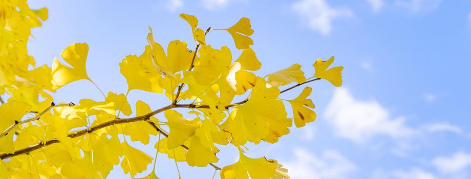 Beautiful yellow ginkgo, gingko biloba tree forest in autumn season in sunny day with sunlight and blue sky, white cloud, lifestyle.