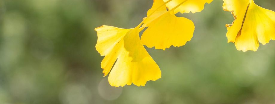 Design concept - Beautiful yellow ginkgo, gingko biloba tree leaf in autumn season in sunny day with sunlight, close up, bokeh, blurry background.