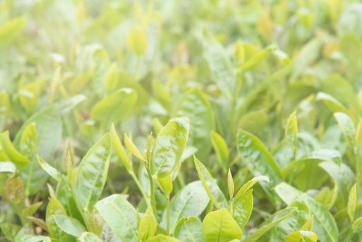 Beautiful green tea crop leaf in the morning with sun flare sunlight, fresh sprout on the tree plant design concept, close up, macro.