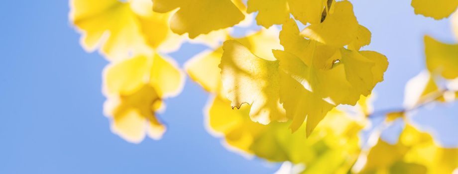 Design concept - Beautiful yellow ginkgo, gingko biloba tree leaf in autumn season in sunny day with sunlight, close up, bokeh, blurry background.