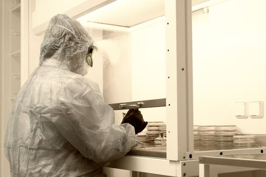 Researcher working with petri dish with bacteria in the bacteriological laboratory. Concept of Pharmaceutical Development for Antibiotics, Curing Disease