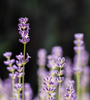 Beautiful purple lavender flowers on a dark background in a sunny garden