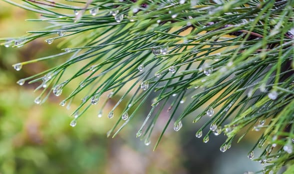 Close up of green pine leaves with water drops after rain. Evergreen coniferous tree. Natural background