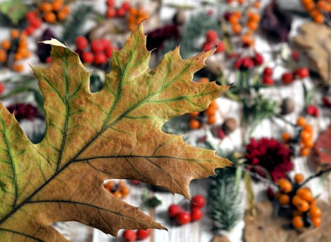 Autumn.Natural background from medicinal berries of sea buckthorn,barberry,rowanberry, nuts and plant twigs.Concept of medicinal plants.