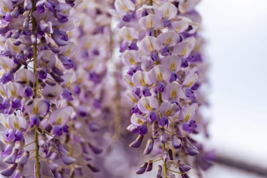 Blooming Wisteria Sinensis with scented classic purple flowersin full bloom in hanging racemes closeup. Garden with wisteria in spring.