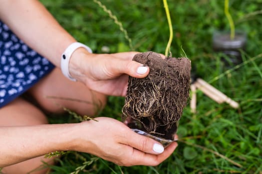 The process of planting paulownia, the root system in the hands of the gardener. Young green paulownia tree, breeding flowering trees by a gardener