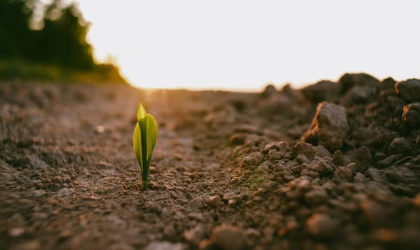 The plant comes out of the ground at sunset. Corn sprouts in the field. Sunset in a field where agricultural plants are sown. The season for sowing agricultural products.