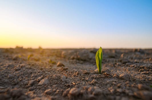 The plant comes out of the ground at sunset. Corn sprouts in the field. Sunset in a field where agricultural plants are sown. The season for sowing agricultural products.