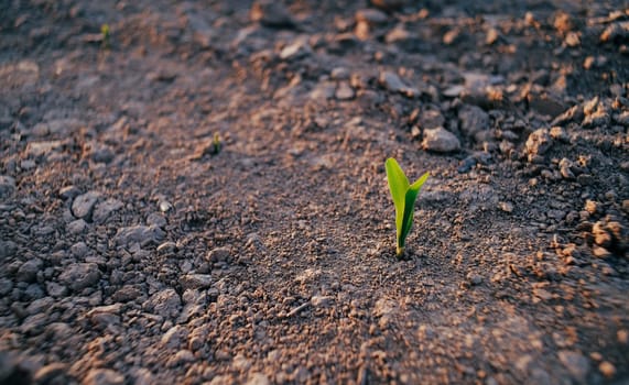 The plant comes out of the ground at sunset. Corn sprouts in the field. Sunset in a field where agricultural plants are sown. The season for sowing agricultural products.