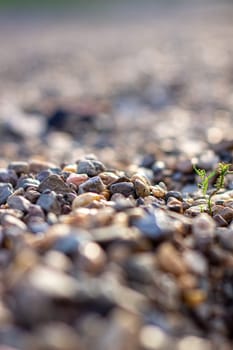 Crushed stone on the seashore. Selective focus on object. The stones were laid on the ground in the garden as a background. Background blur. Pebble stones background.