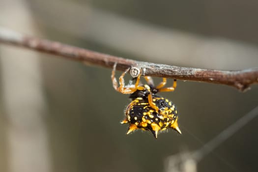 Intricate macro shot of a Jewel Spider, Austracantha minax, in its web. The arachnid's striking patterns and vivid colors illuminate its natural beauty.