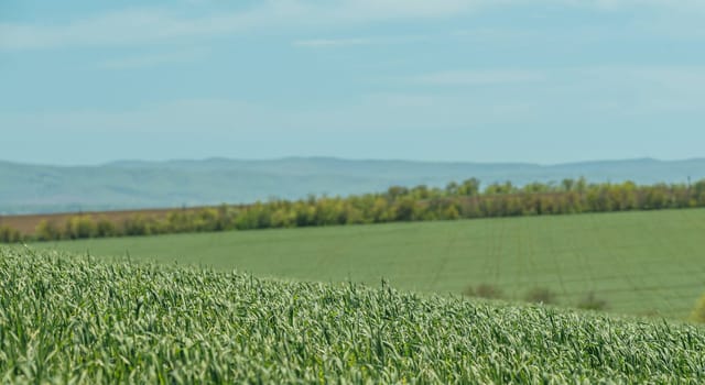 Wheat field, selective focus. Landscape view of green grass on a hillside with blue sky and clouds in the background