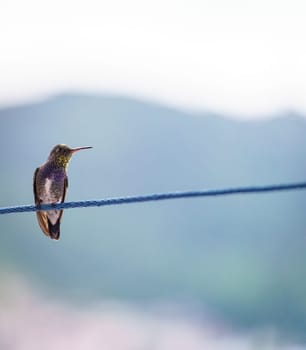 A small multi-colored hummingbird perched on a clothesline with a blue background and empty space on the right, perfect for text.