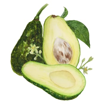 Avocado pieces with leaves and flowers watercolor hand drawn realistic illustration. Green and fresh art of salad, sauce, guacamole, smoothie ingredient. For textile, menu, cards, paper, package, cooking books design