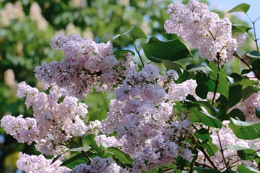 Branches of blooming lilac tree sways in the wind. Lilac branch in garden. Selective focus.