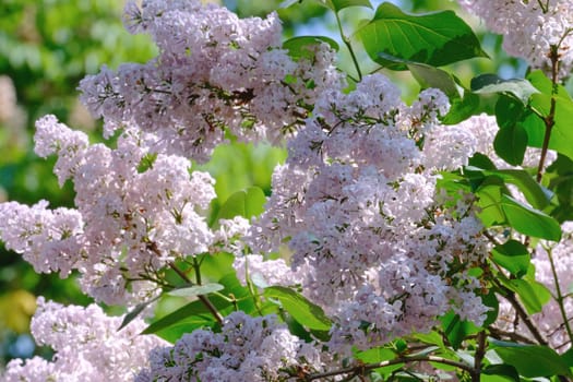 Branches of blooming lilac tree sways in the wind. Lilac branch in garden. Selective focus.